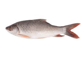 রুই মাছ (বড়)